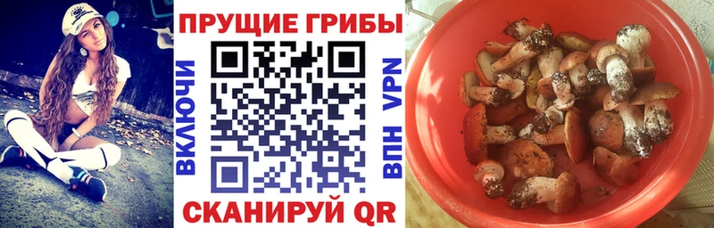 где купить наркоту  Ейск  Псилоцибиновые грибы мицелий 